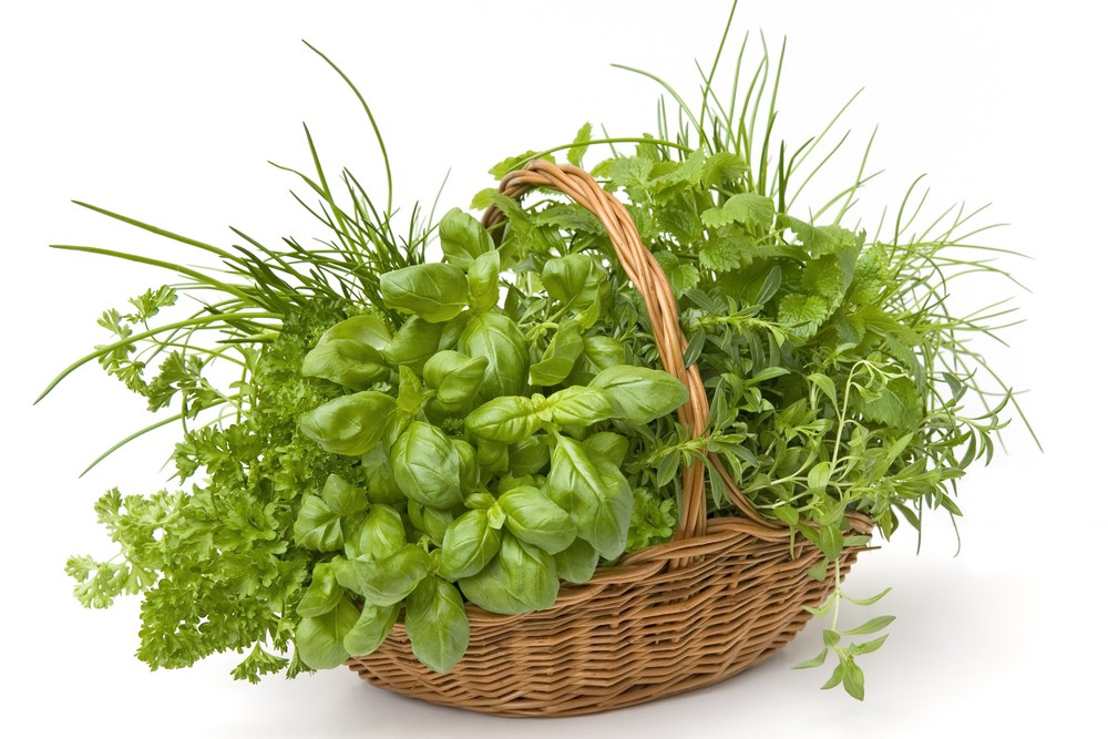 Травы в вегетарианском питании go-veg.ru